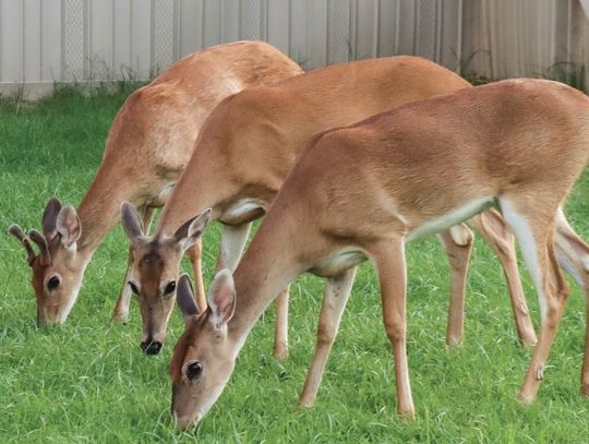 A-doe-rable