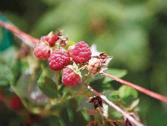 Alternative fruits gain ground in Texas agriculture