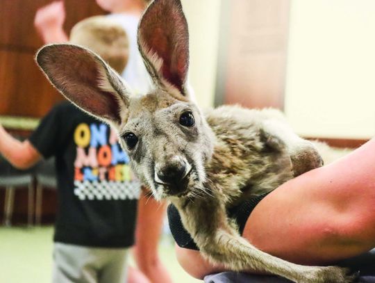 Animals slither, hop, and crawl at Azle Memorial Library