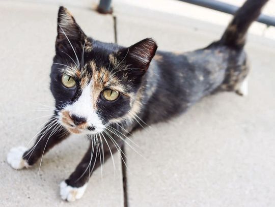 Council seeks solutions for feral cat-astrophe