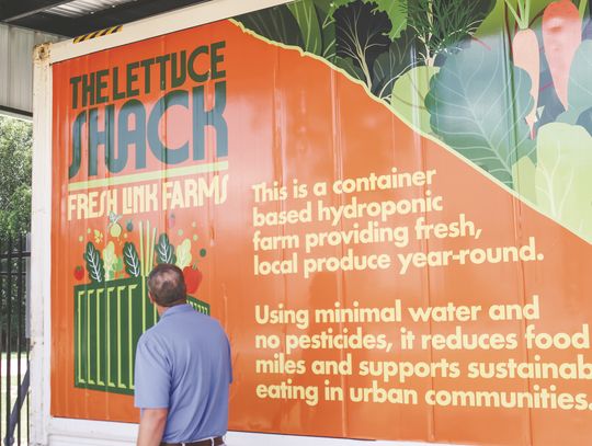 Lettuce wait: