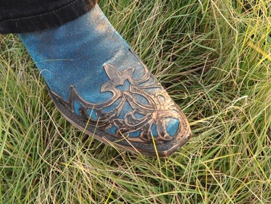 North Texas native plant spotlight: Buffalograss