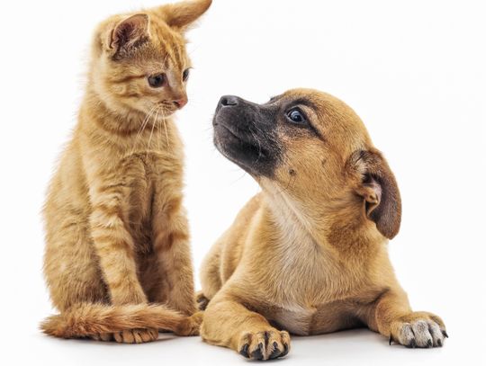 Pelican Bay to enforce pet registration, rabies vaccination ordinances Oct. 1
