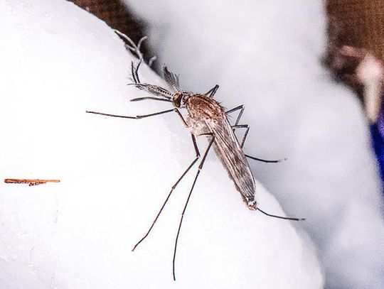 Reduce your risk of West Nile virus infection