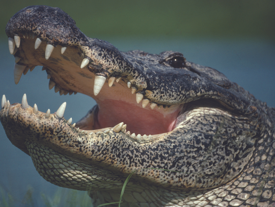 Reward offered in shooting of alligators at nature center