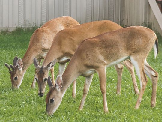 The buck stops here