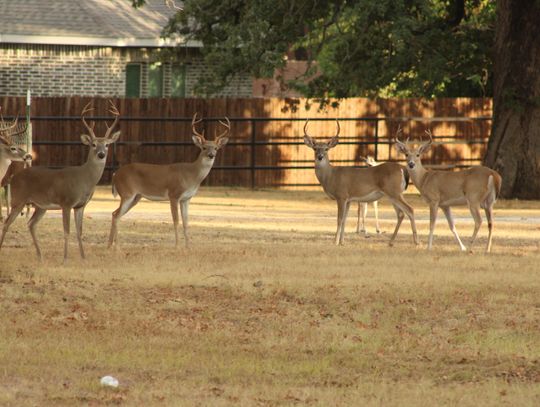 The buck stops here?