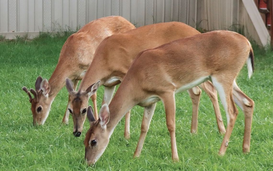 A-doe-rable