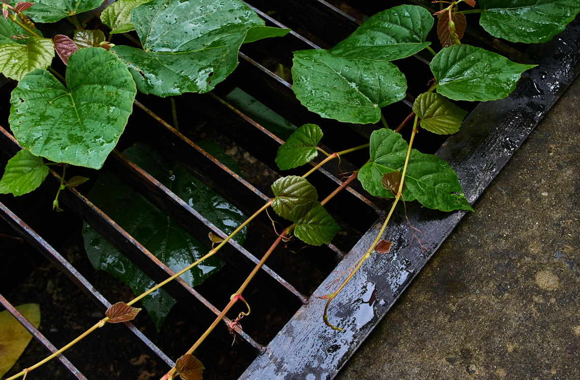 A ‘leaf’ of good faith