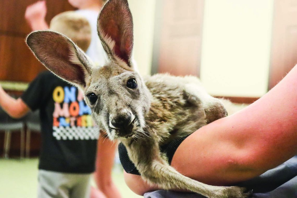 Animals slither, hop, and crawl at Azle Memorial Library