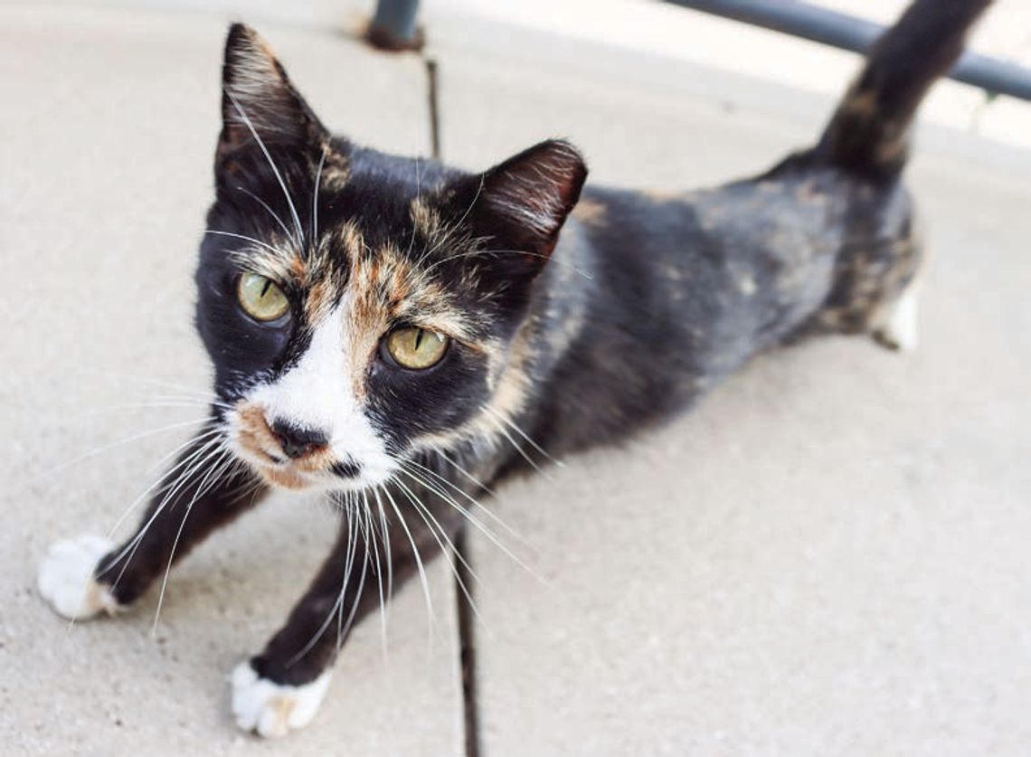 Council seeks solutions for feral cat-astrophe