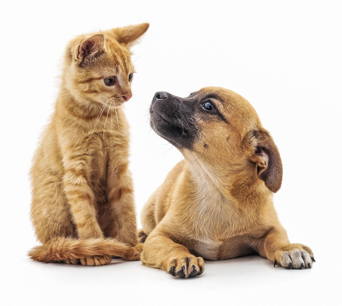Pelican Bay to enforce pet registration, rabies vaccination ordinances Oct. 1 Pelican Bay to enforce pet registration, rabies vaccination ordinances Oct. 1