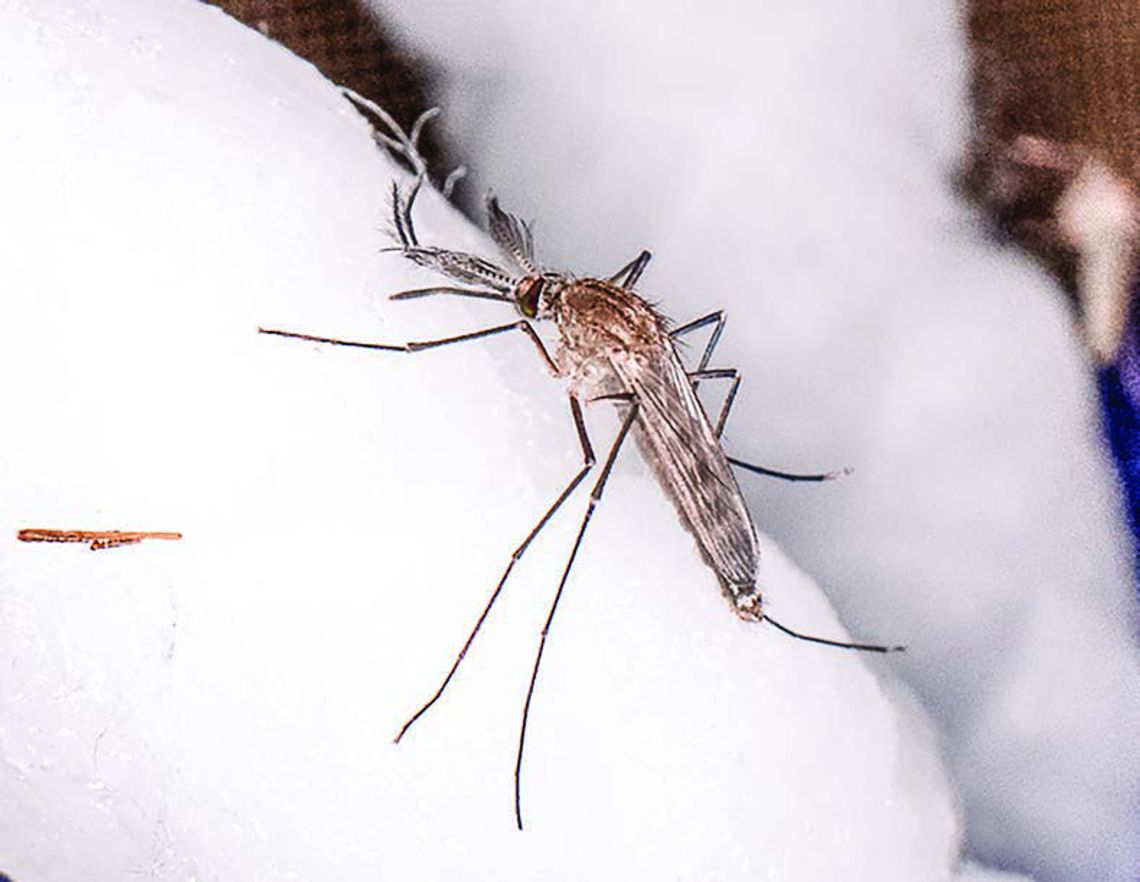 Reduce your risk of West Nile virus infection