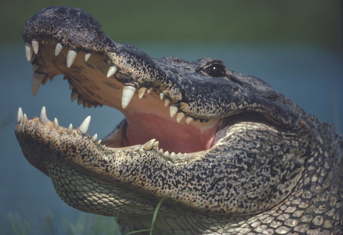 Reward offered in shooting of alligators at nature center Reward offered in shooting of alligators at nature center