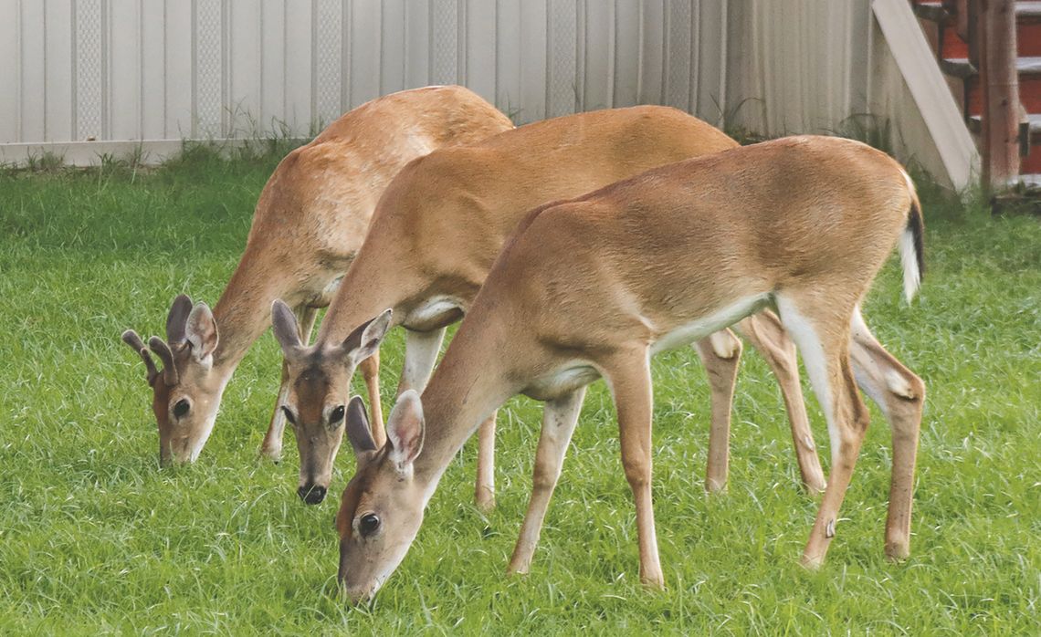 The buck stops here