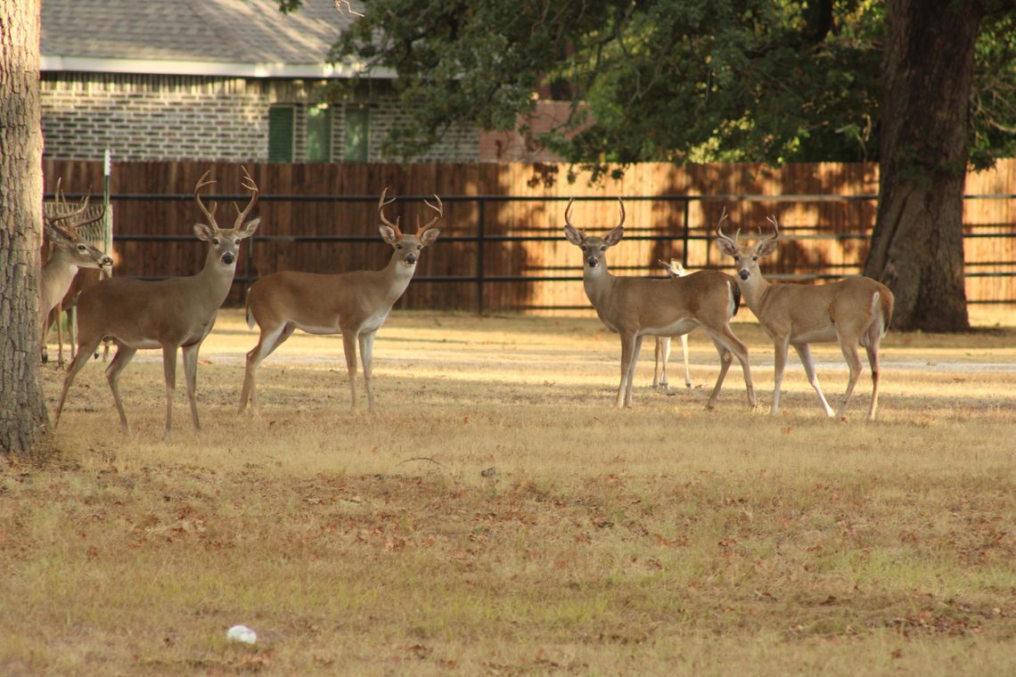 The buck stops here?
