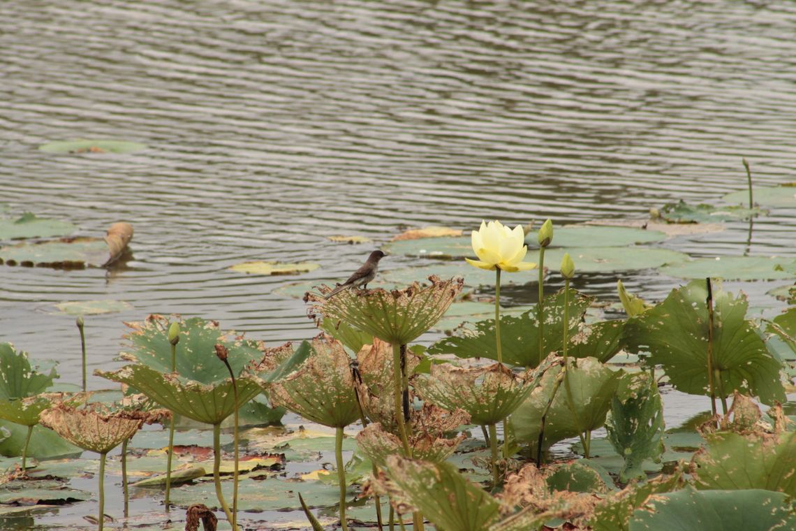 Untamed nature tucked between cities Untamed nature tucked between cities