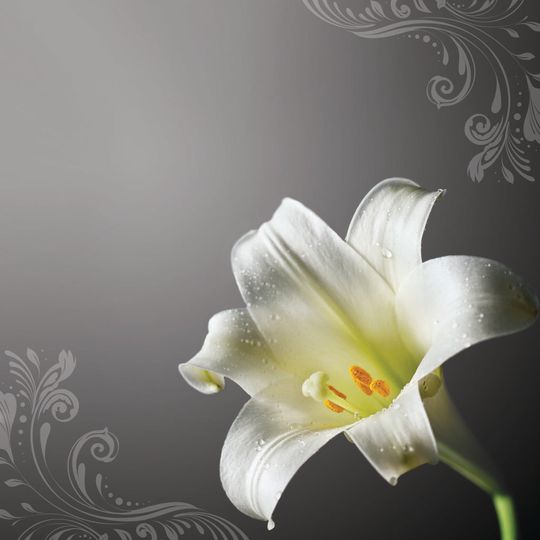 William B. 'Bill' Moss